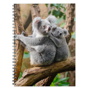 Cuaderno Koala con un bebé en un árbol en Australia