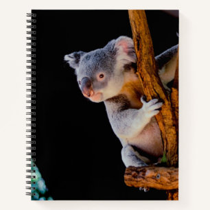 Cuaderno Koala Cute en gris árbol