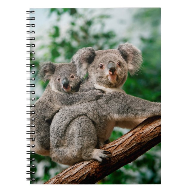 Cuaderno Koala, phascolarctos cinereus, hembra que te lleva (Frente)