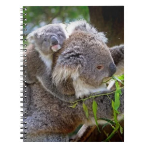 Cuaderno Koalas