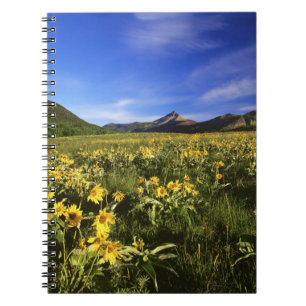 Cuaderno La balsomroot de hoja de flecha cubre la pradera c