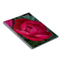 La bella y floreciente Peonia Roja