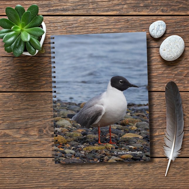 Cuaderno La gaviota de Bonaparte en la playa (Bonaparte's Gull at the Beach Journal Cover Photo)