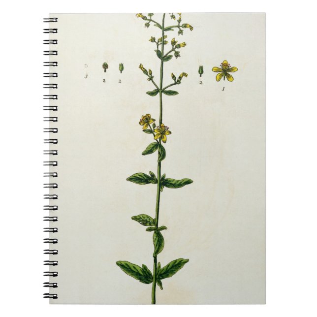 Cuaderno La hierba de San Juan, platea 15 "de un herbario (Frente)