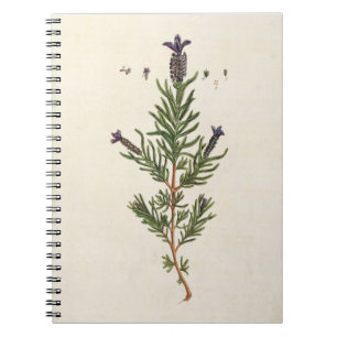Cuaderno La lavanda francesa, platea 241 'de un Herbal