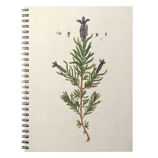 Cuaderno La lavanda francesa, platea 241 'de un Herbal (Frente)