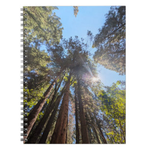 Cuaderno La luz del sol entre los árboles