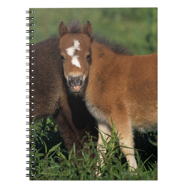 Cuaderno La miniatura pare en hierba (Frente)