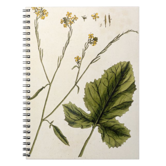 Cuaderno La mostaza, platea 446 "de un herbario curioso", (Frente)