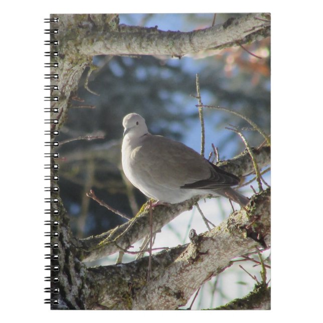 Cuaderno La paloma eurasiática en el árbol de arce (Frente)