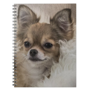 Cuaderno La relajación de Chihuahua