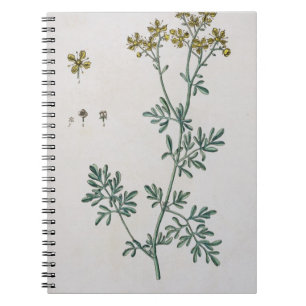 Cuaderno La ruda, platea 7 "de un herbario curioso",