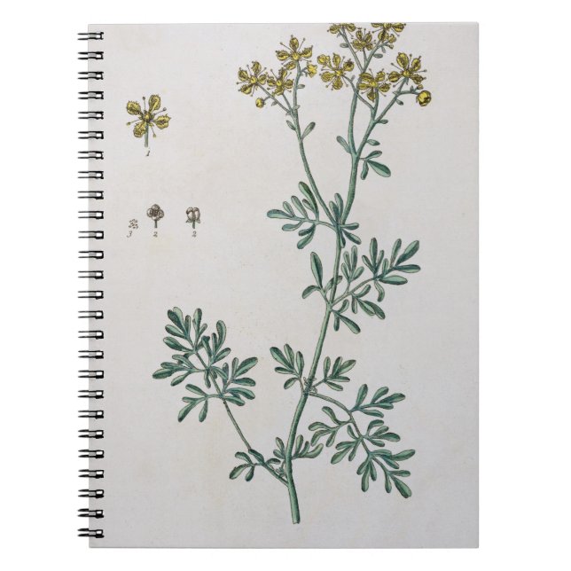 Cuaderno La ruda, platea 7 "de un herbario curioso", (Frente)