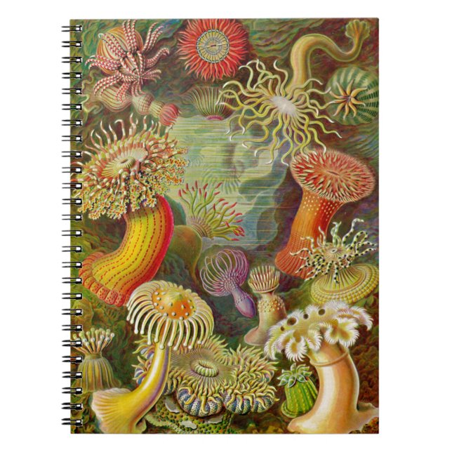 Cuaderno La vida oceánica de Ernst Haeckel (Frente)