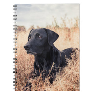 Cuaderno Labrador negro en hierba seca