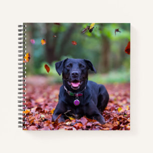 Cuaderno Labrador Negro En Hojas Caídas