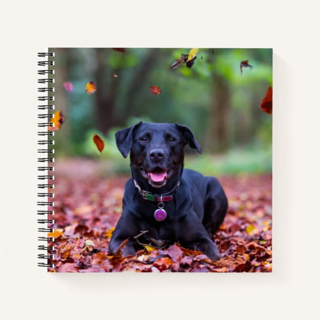 Cuaderno Labrador Negro En Hojas Caídas (Anverso)