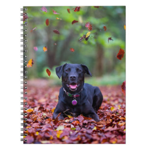 Cuaderno Labrador negro en hojas de otoño