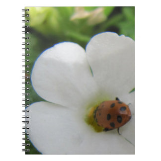 Cuaderno Ladybug