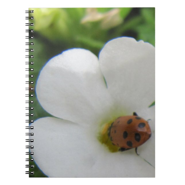 Cuaderno Ladybug (Frente)