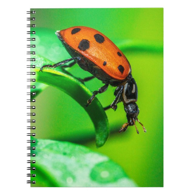 Cuaderno Ladybug Macro Spiral Notebook Nature Art Journal (Frente)