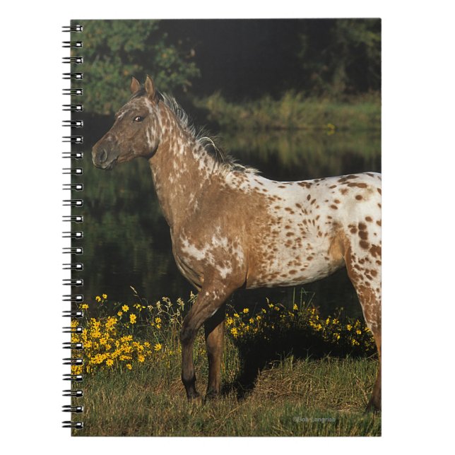Cuaderno Lago que hace una pausa horse del Appaloosa (Frente)