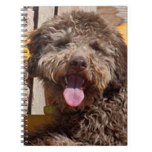 Cuaderno Lagotto Romagnolo acostado en un banco de madera