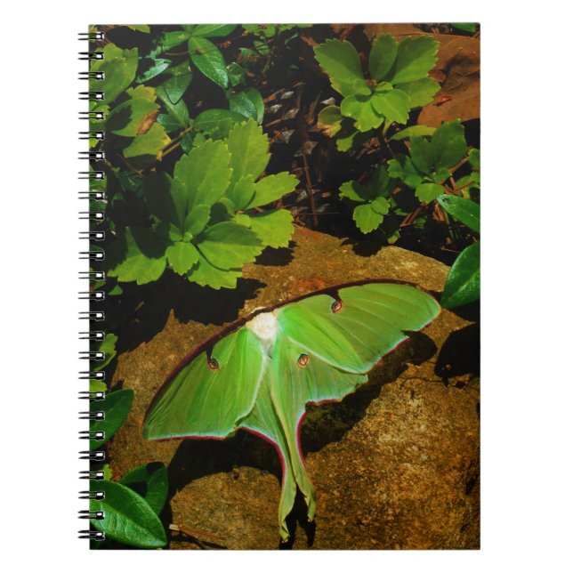 Cuaderno Lágrima luna verde gigante (Frente)