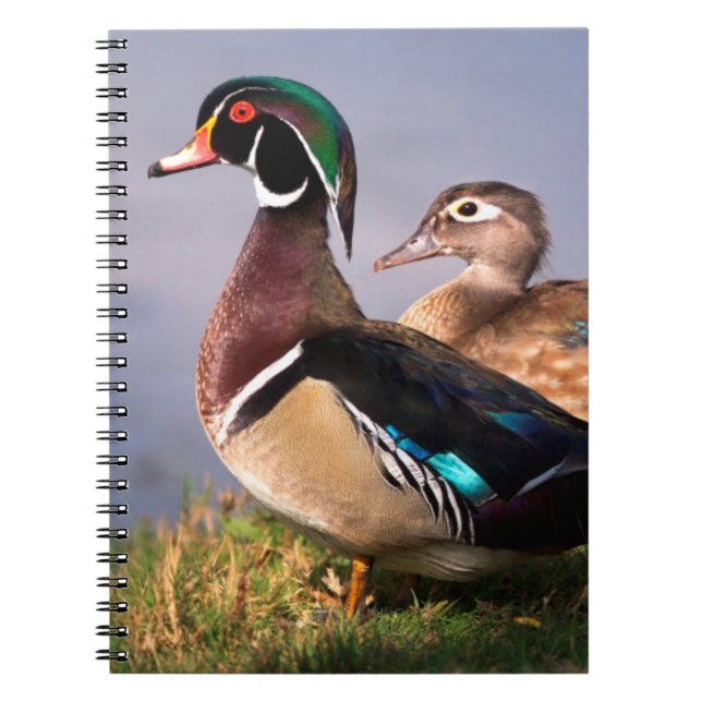 Cuaderno Lakeside, Pato de Carolina (Frente)