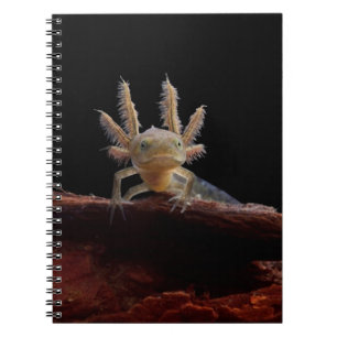 Cuaderno Larve con cresta del newt