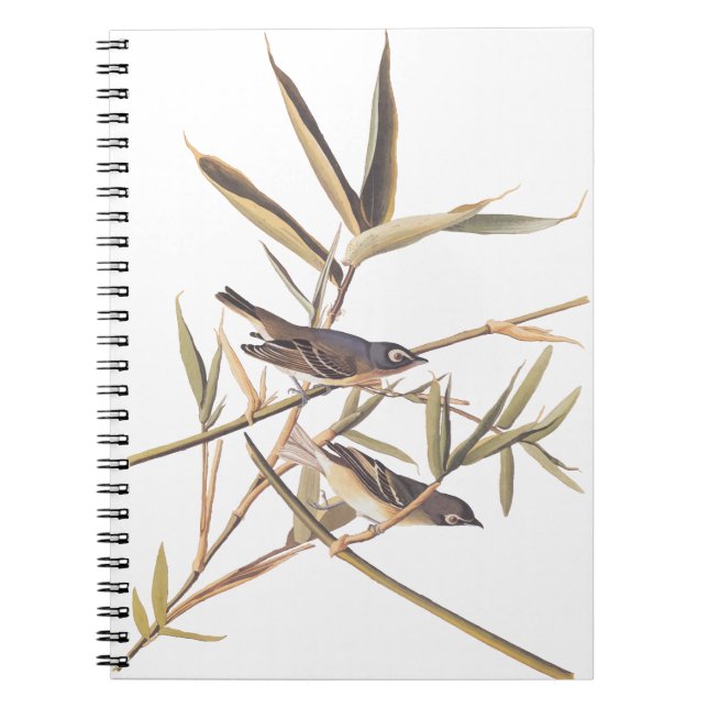 Cuaderno Las aves solitarias del Vireo Flycatcher de Audubo (Frente)