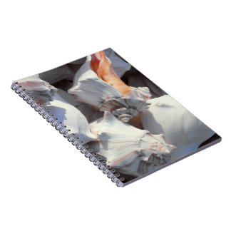 Cuaderno Las conchas marinas a la luz del sol y la sombra