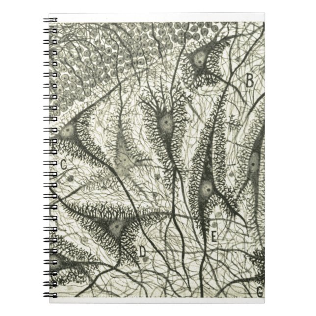 Cuaderno Las neuronas 4 de Cajal (Frente)