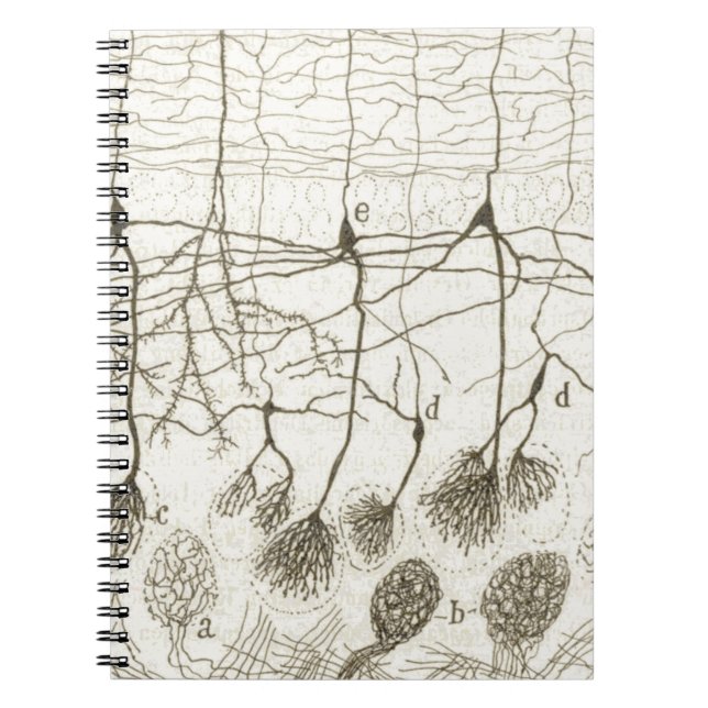 Cuaderno Las neuronas 8 de Cajal (Frente)