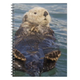Cuaderno Las nutrias marinas juegan en icebergs en Surprise