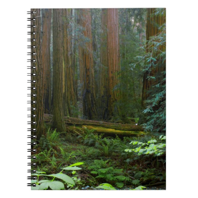 Cuaderno Las secuoyas en el Parque Nacional Muir Woods (Frente)