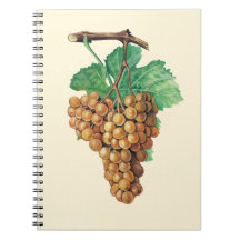 Las uvas "terret blanc", color: crema de mantequil