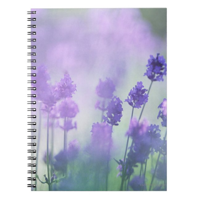 Cuaderno Lavanda 2 (Frente)