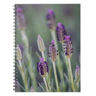 Cuaderno Lavanda mexicana