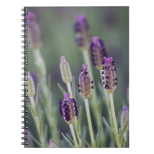 Cuaderno Lavanda mexicana (Frente)