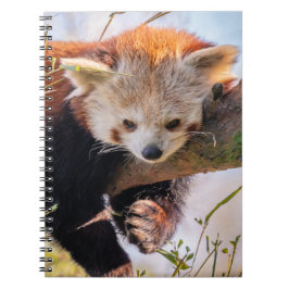 Cuaderno Lazy little red panda
