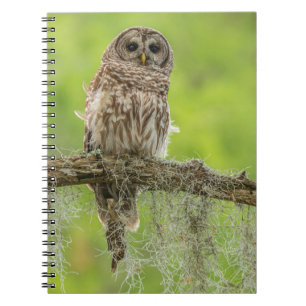 Cuaderno Lechuza Barrada En La Extrema Del Árbol
