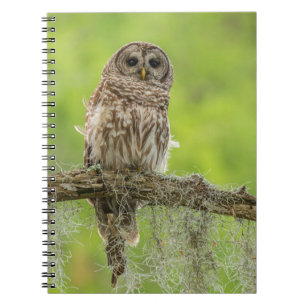 Cuaderno Lechuza Barrada En La Extrema Del Árbol