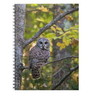 Cuaderno Lechuza Barrada en otoño Condado de Alger, MI