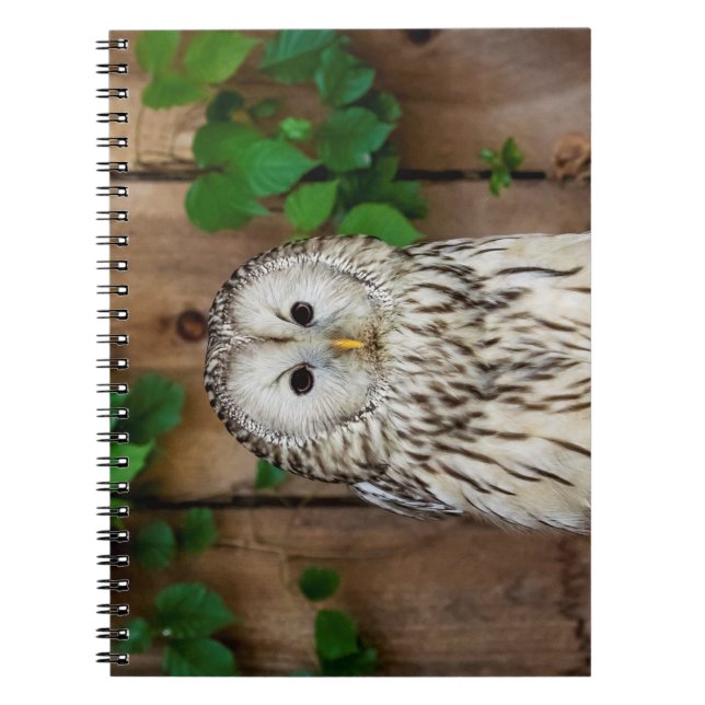 Cuaderno Lechuza Barred (Frente)