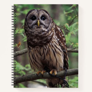 Cuaderno Lechuza Barred