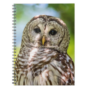 Cuaderno Lechuza Barred