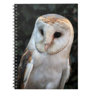 Cuaderno Lechuza común blanca