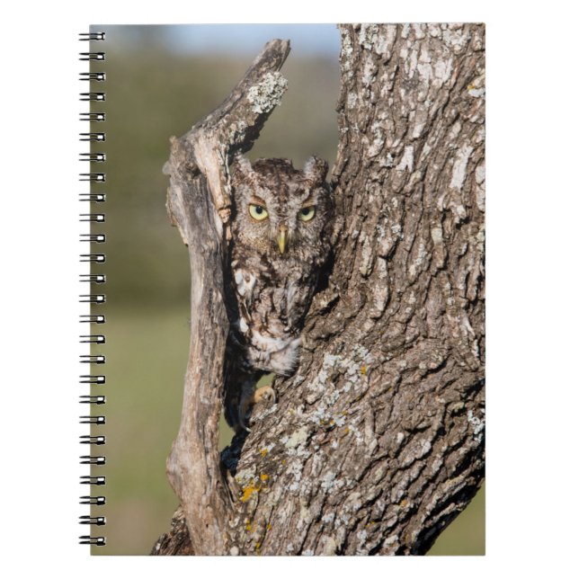 Cuaderno Lechuza de Grito Oriental (Frente)