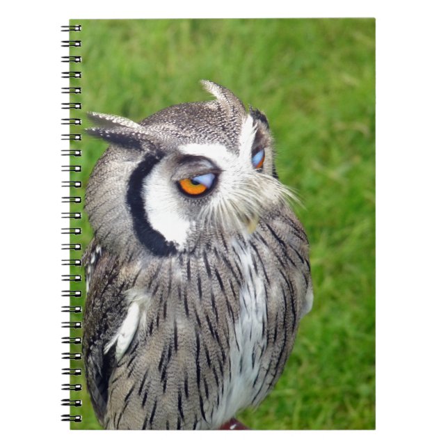Cuaderno Lechuza Gorgosa (Frente)